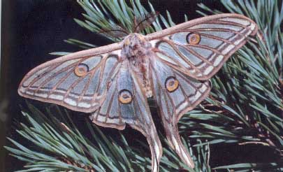 Mariposa Albarracin